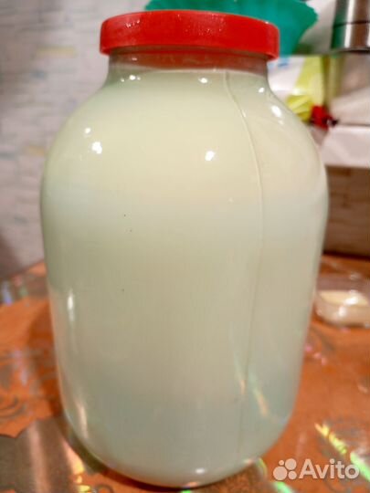 Корова стельная дойная