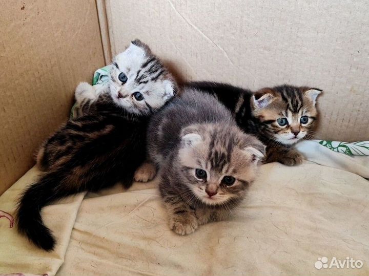 Шотландские котята