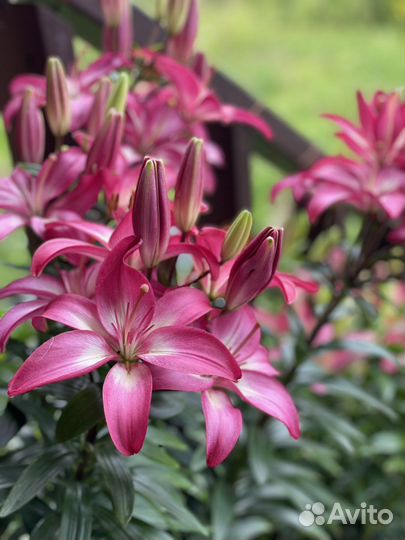 Лилия азиатская сортовая