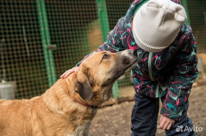 Солнечная Хани в добрые руки