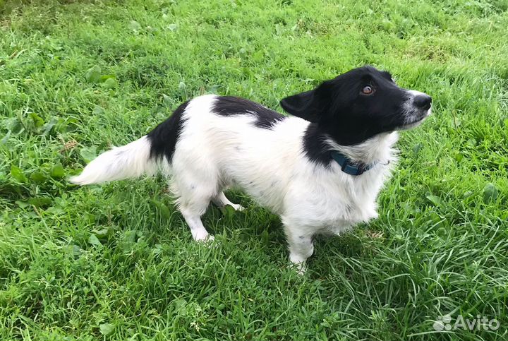 О дам коротколапую небольшую собачку