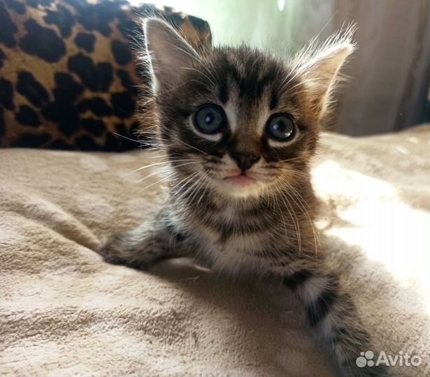 Котики-морфлотики