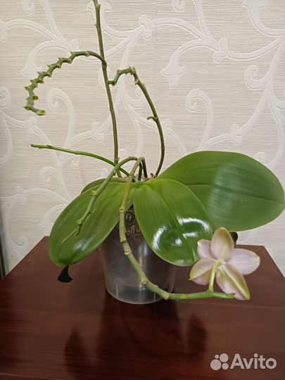 Орхидея фаленопсис