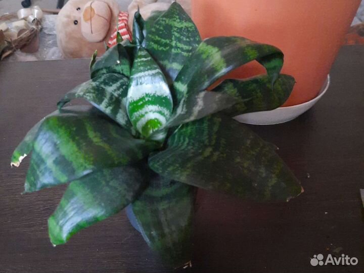 Сансевиерия Хана