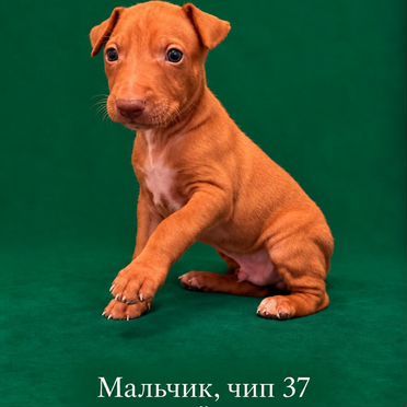 Фараонова собака, щенок