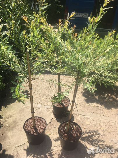 Ива хакура нишики плетенная штамб