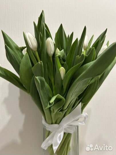 Тюльпаны белые классические