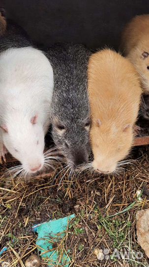 Мясо нутрии