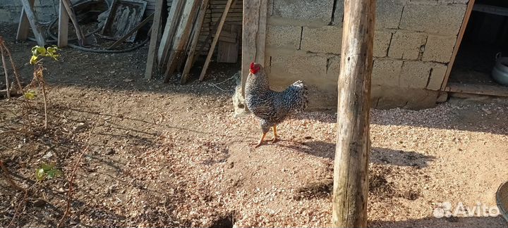 Петухи молодые