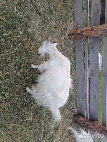 Зааненские козы дойные