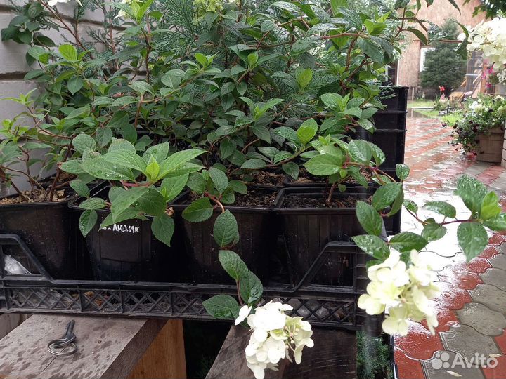 Гортензия Самарская Лидия