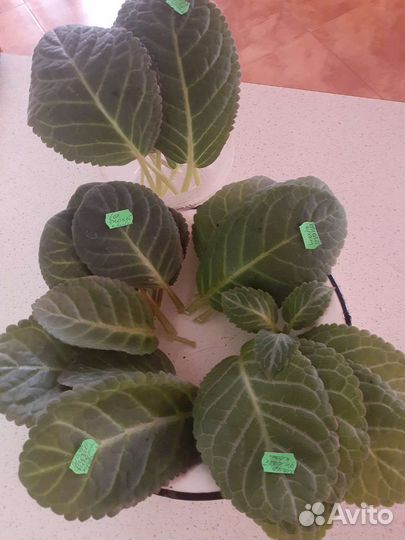 Клубни и листья глоксиний