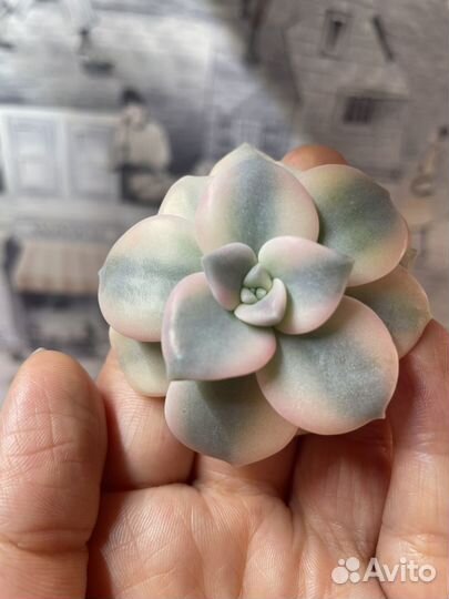 Эхиверия вариегатная