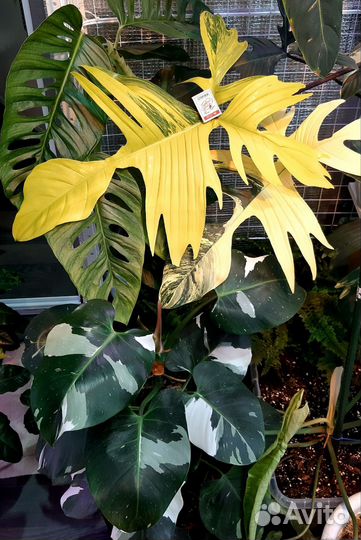 Филодендрон Вайт визард