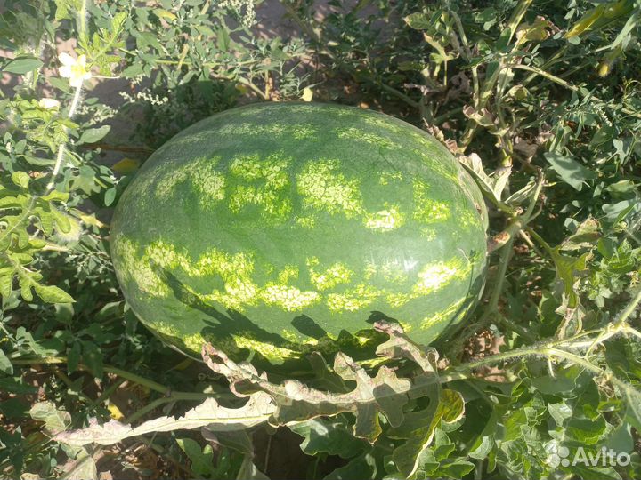 Арбуз