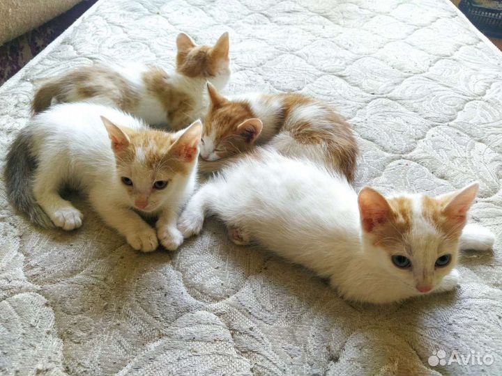 Котики ищут семью