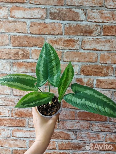 Шизматоглоттис Валличии (Тай)