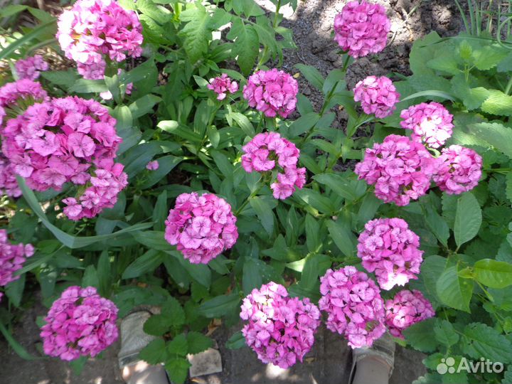 Рудбекия,энотера,флоксы,гвоздика и др.многол