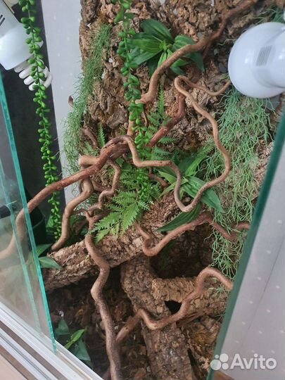 Террариум для рептилий(хамелеон)