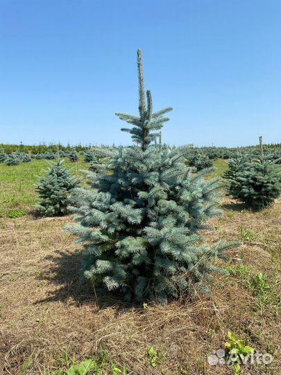 Туи брабант, смарагд, Елки экстра