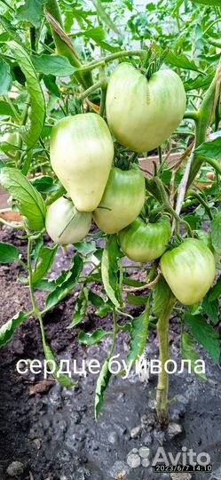 Семена коллекционных томатов