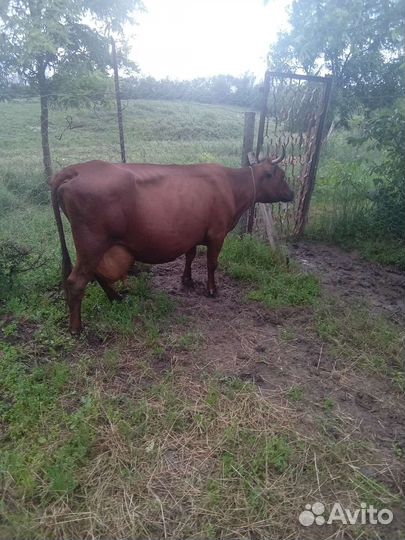 Продаётся корова