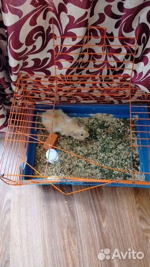 Продам свинок