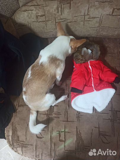 Одежда для маленьких собак