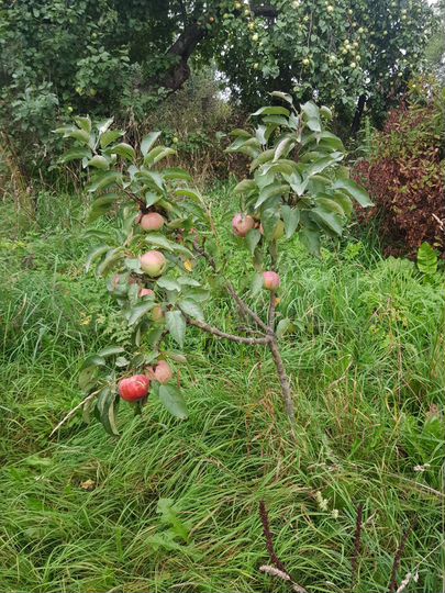 Дом 36 м² на участке 14 сот.