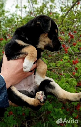 Щенок в добрые руки