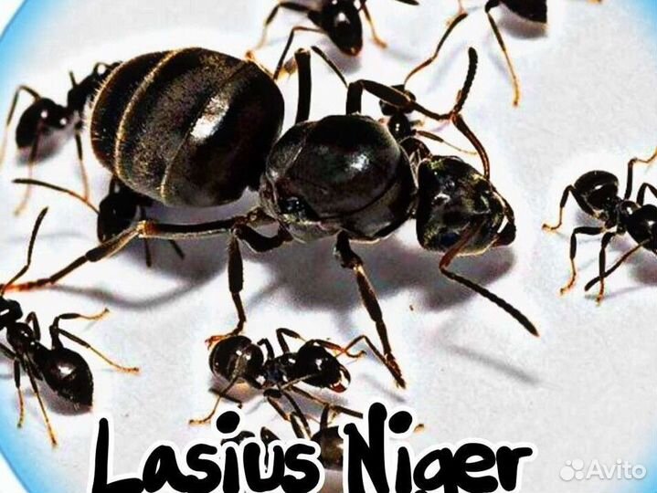 Муравьи Lasius Niger (черный садовый муравей)