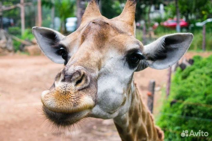 VIP тур в Геленджик (