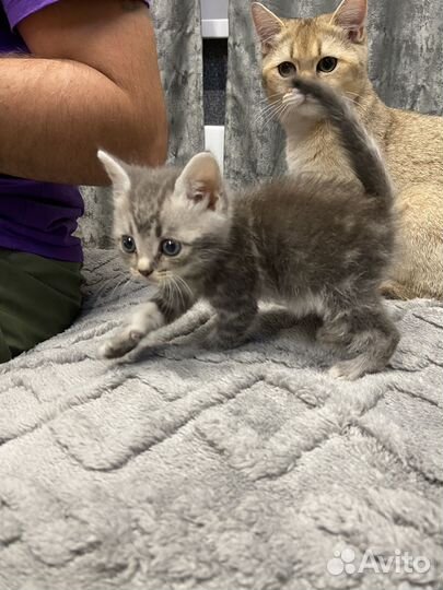 Шотландские вислоухие котята