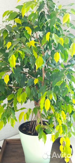 Фикус бенджамина большой