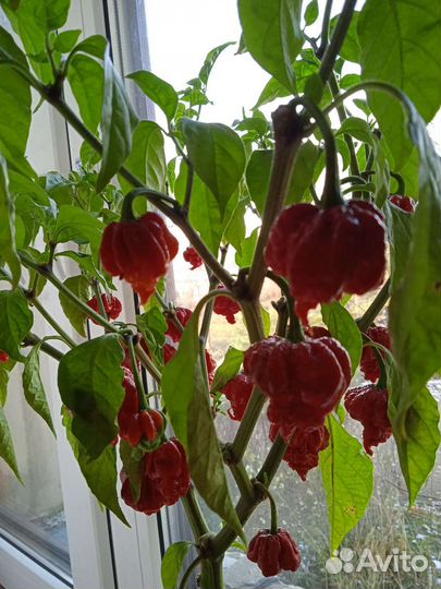 Рассада перца Carolina Reaper