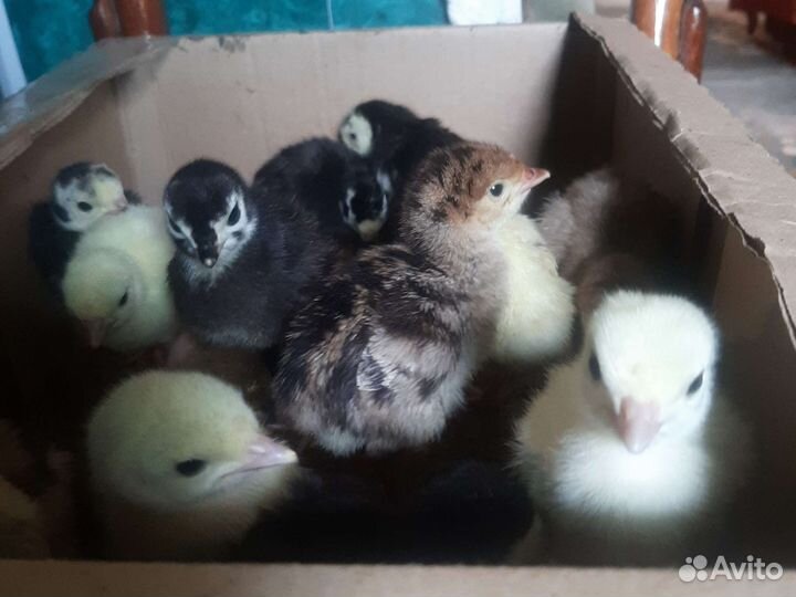 Индюшата индейка яйцо