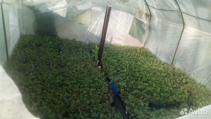 Саженцы клубники стакан. Рассада клубники