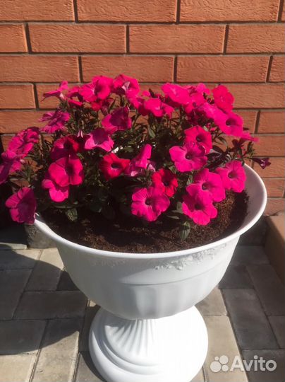 Петуния ампельная, черенки, рассада