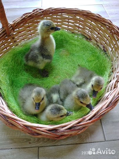 Гуси Холмогор Благоварский