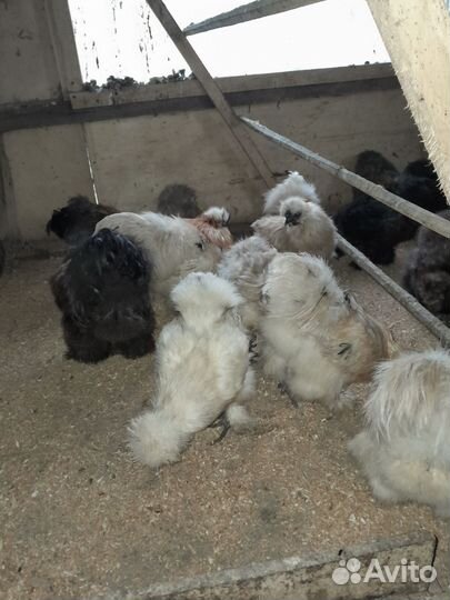 Петух китайский шелковый