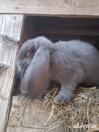 Кролики породы французский баран