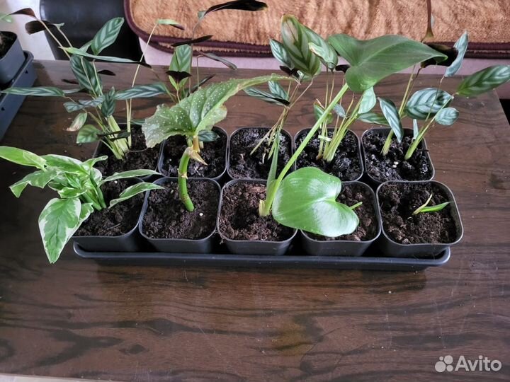 Комнатные растения