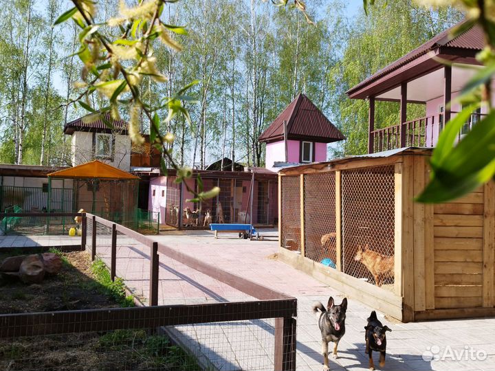 Передержка для собак средних и крупных пород