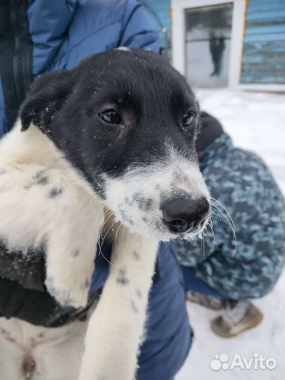 Щенок в добрые руки