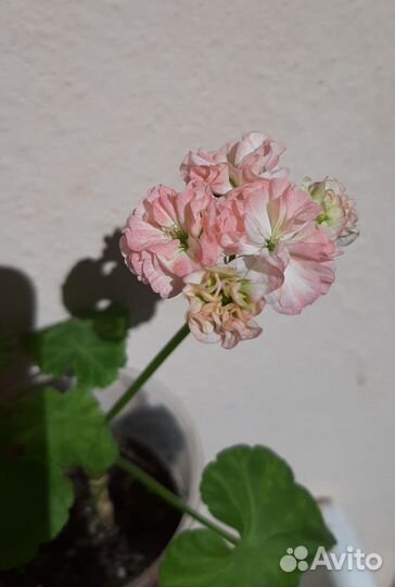 Пеларгонии сортовые