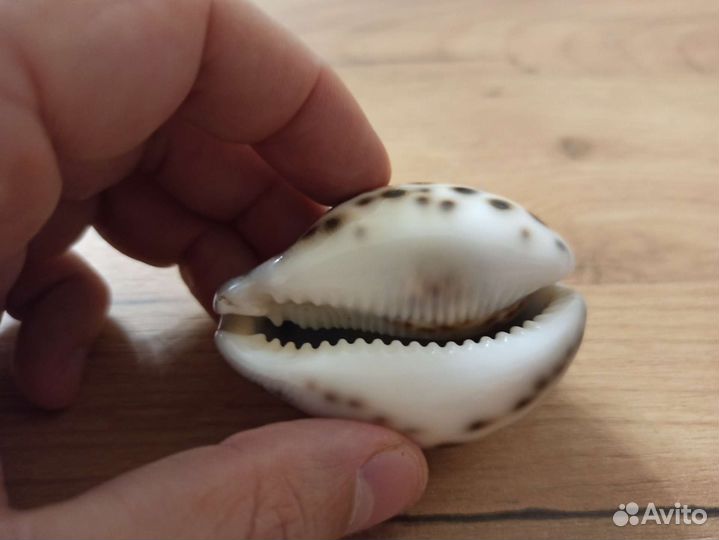 Морская раковина