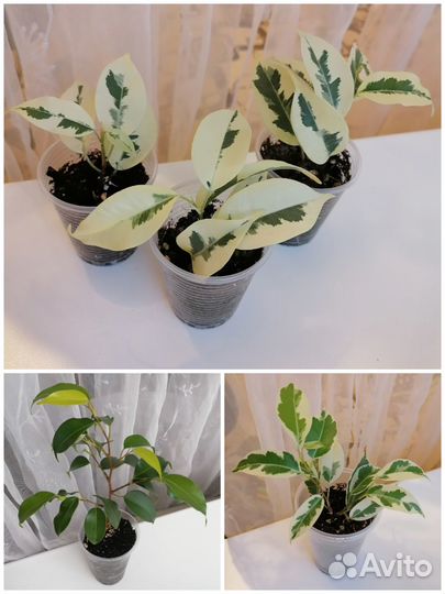 Фикусы Мунлайт, Де гантель, Неон