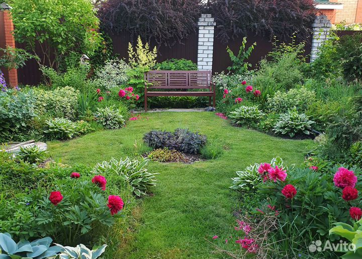 Пион ранний