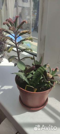 Каланхоэ розовые бабочки