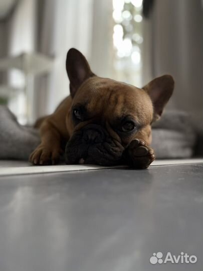 Французский бульдог вязка